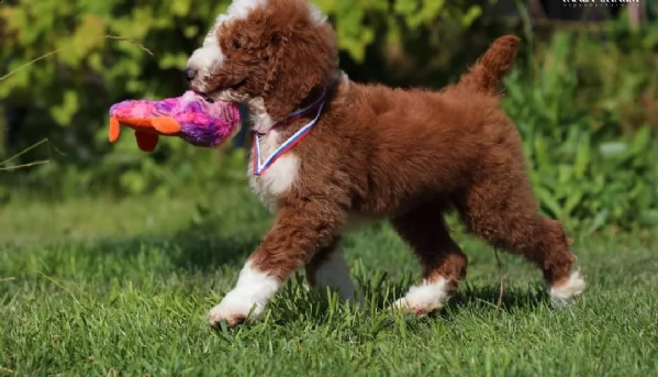 2regalo barboncino toy 