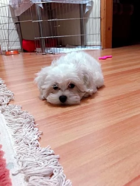 ————regalo maltese mini toy disponibile————