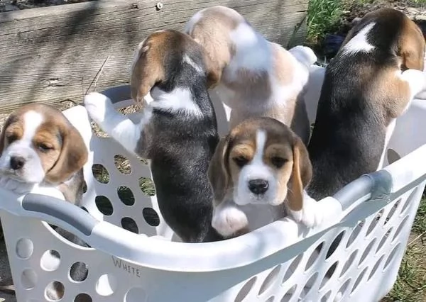  cuccioli di beagle ben addestrati | Foto 0