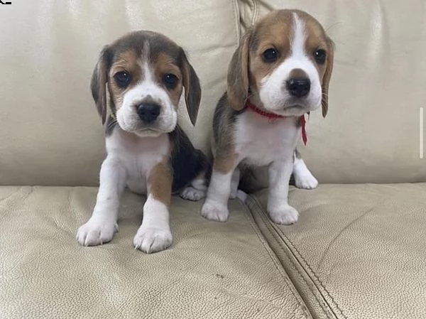 disponibili cuccioli di beagle akc di razza pura | Foto 0