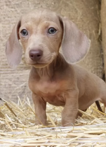 meravigliosi cuccioli di bassotto | Foto 0