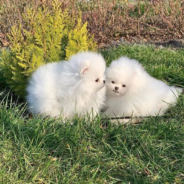 cuccioli di pomerania nani | Foto 0