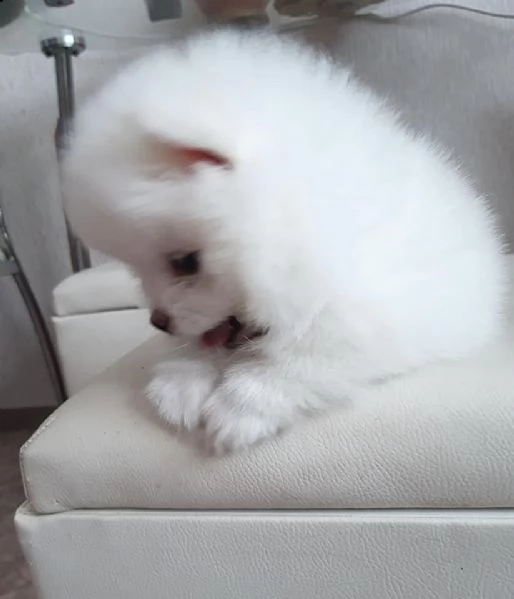 dolci cuccioli di spitz pomerania disponibili!!!
