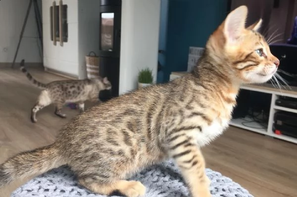 bengal cuccioli disponibili