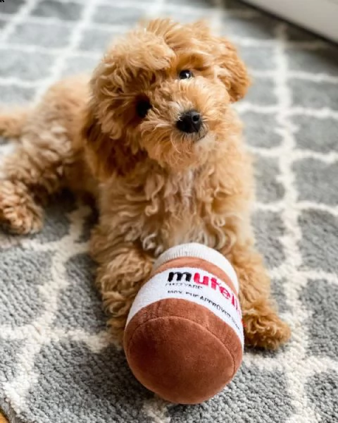 barboncina toy albicocca | Foto 0