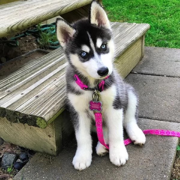 siberian husky 