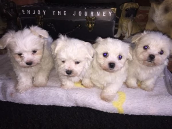 adorabili bichon maltes