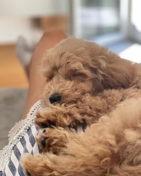 barboncino red | Foto 2