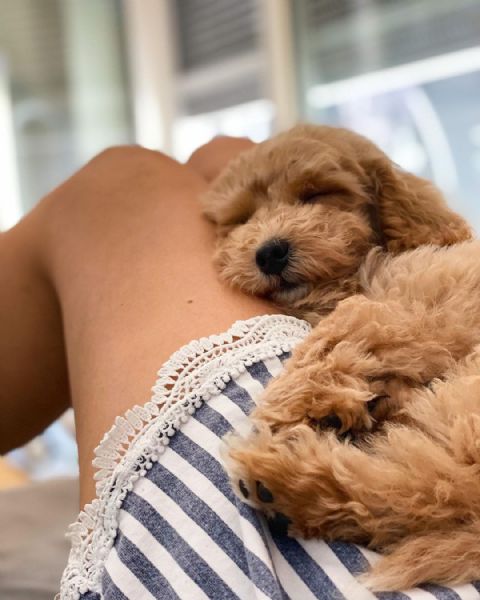 barboncino red | Foto 1