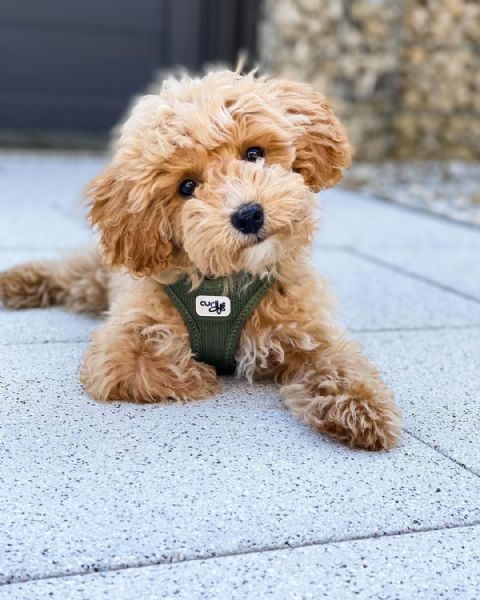 barboncino red | Foto 0