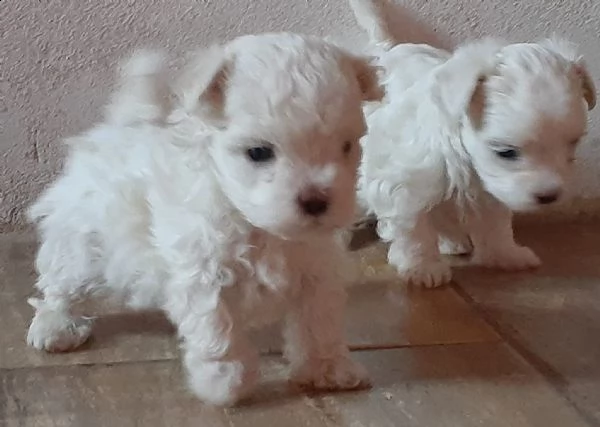 cuccioli di maltesi molto piccoli!!!