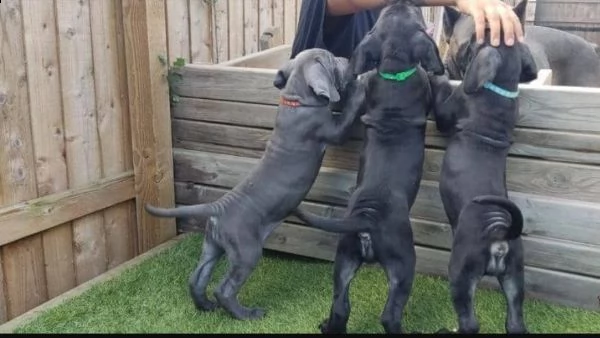 regalo abbiamo cuccioli di corso cane