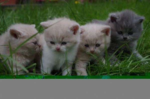 digitare meravigliosi gattini british in regalo