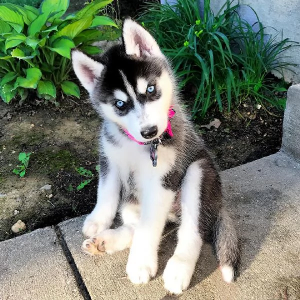 adorabile husky siberiano con gli occhi azzurri | Foto 0
