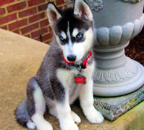 adorabile husky siberiano con gli occhi azzurri