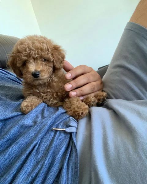 cuccioli maltesi con tazza da tè super adorabili | Foto 2