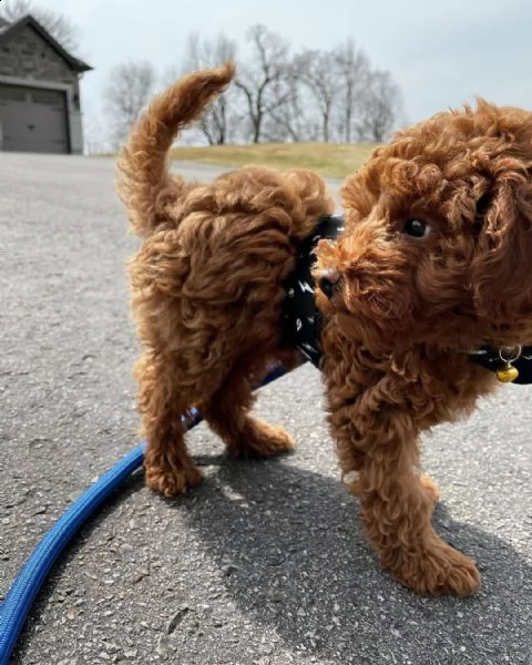 cuccioli maltesi con tazza da tè super adorabili | Foto 1