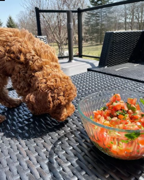 cuccioli maltesi con tazza da tè super adorabili | Foto 0