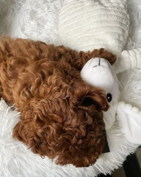 cuccioli maltesi con tazza da tè super adorabili | Foto 4