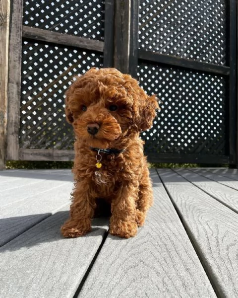 cuccioli maltesi con tazza da tè super adorabili | Foto 3