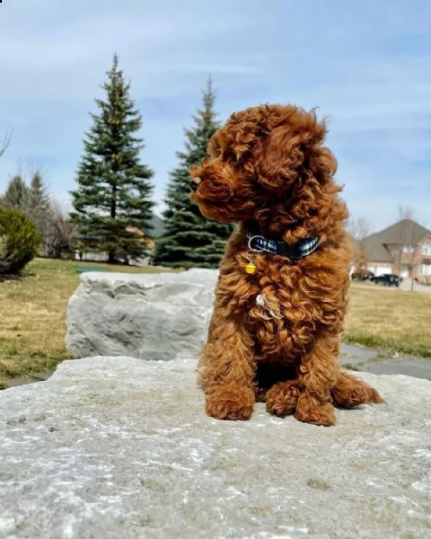 cuccioli maltesi con tazza da tè super adorabili | Foto 2