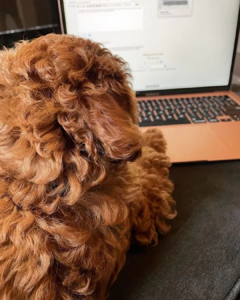 cuccioli maltesi con tazza da tè super adorabili | Foto 1