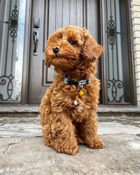 cuccioli maltesi con tazza da tè super adorabili