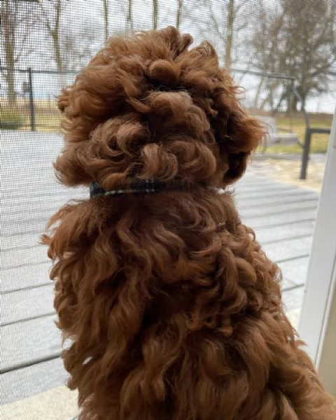 cuccioli maltesi con tazza da tè super adorabili | Foto 0