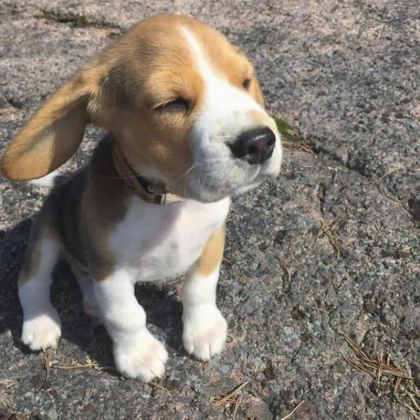 regalo beagle cuccioli meravigliosi ! 