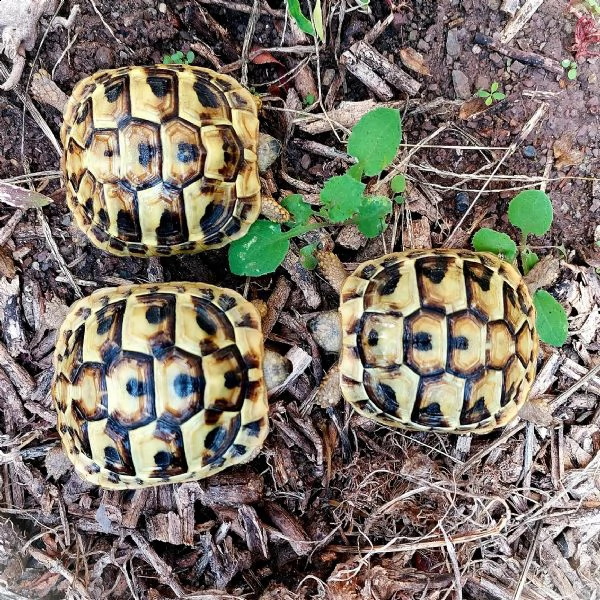 tartaruga terra testudo hermanni