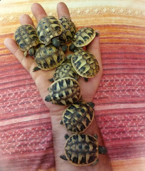 tartaruga terra thb da un anno