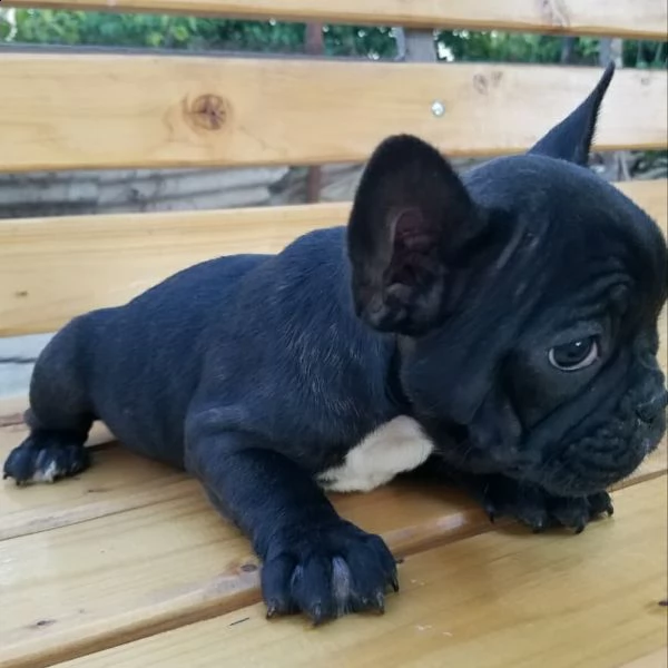 vendo bellissimi cuccioli di bulldog francese maschio e femmina   vendo cuccioli di bulldog francese | Foto 1