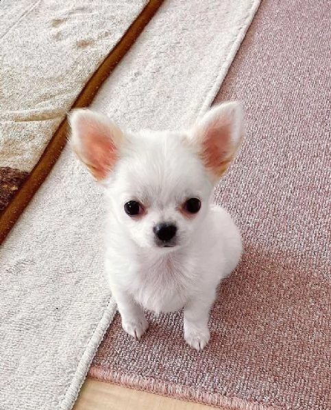 hyhjy regalo cucciolo regalo cuccioli di chihuahua