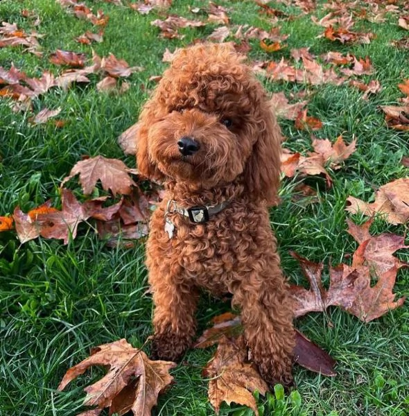 tretrey regalo cucciolo regalo barboncino cuccioli