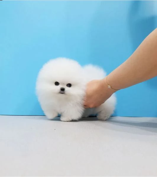 bmnbmb?regalo cucciolo regalo pomerania mini giocattolo