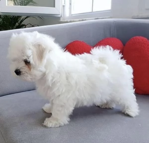 2…regalo maltese toy disponibile  | Foto 0