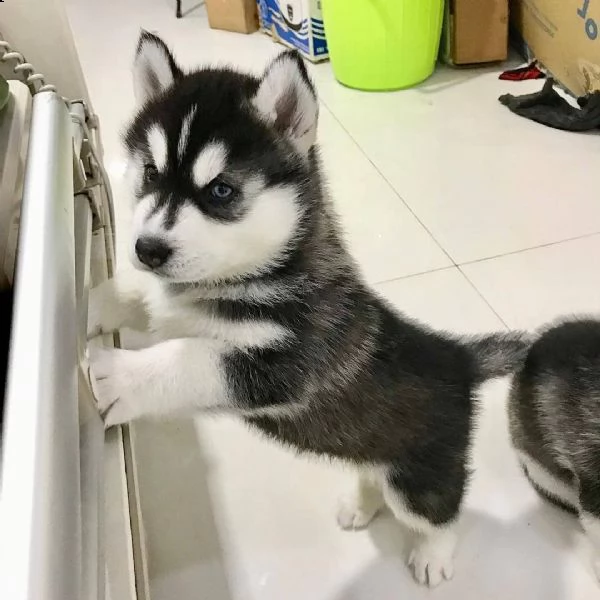 bellissimi cuccioli di husky siberiano.(+34631716322)