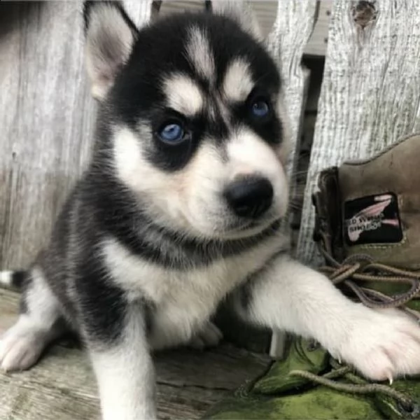 cuccioli siberian husky occhi azzurri pronti(+34631716322)