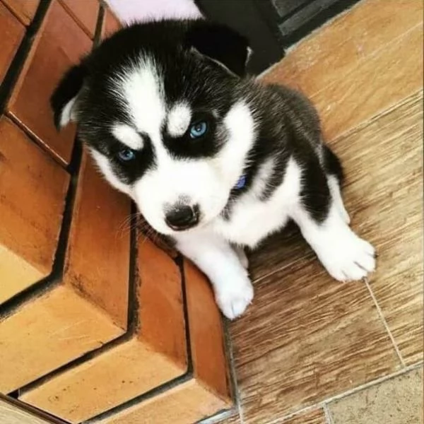 cucciolo di husky siberiano, femmina(+34631716322)