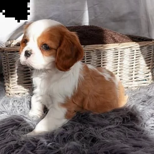 regalo adorabili cuccioli  bassotto femminucce e maschietti disponibili