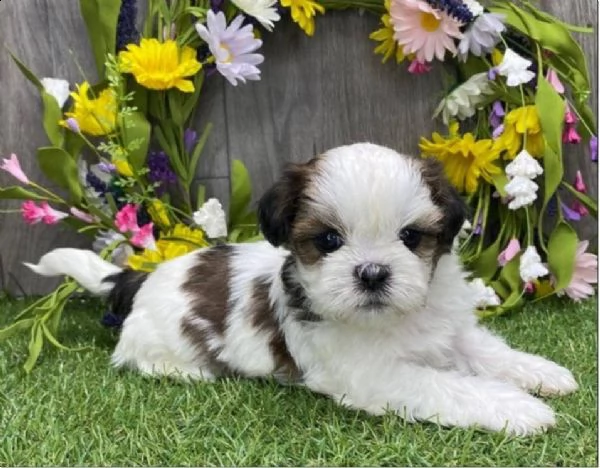 regalo cuccioli shih tzu