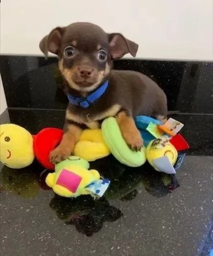 vendo cuccioli di chihuahua sani