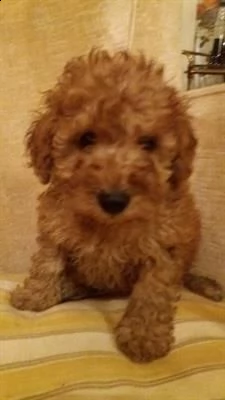 disponibile ultimo cucciolo maschio di barboncino toy