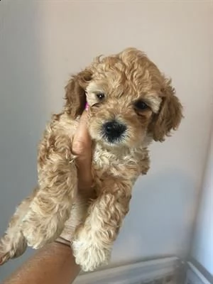 bellissimi cuccioli razza maltipoo