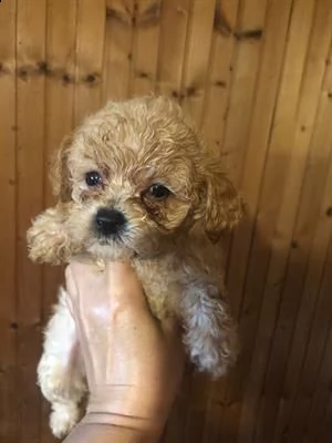 dispone di cuccioli razza barboncino toy,