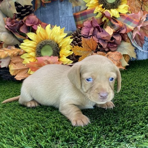 regalo adorabili cuccioli bassotto femminucce e maschietti