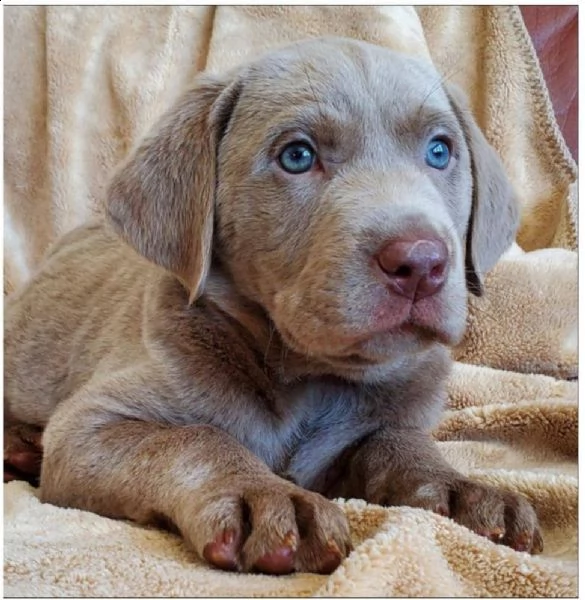 bello labrador , maschio e femmina, in regalo