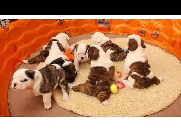 vendo bulldog inglese