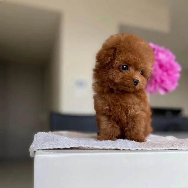 2regalo barboncino | Foto 0