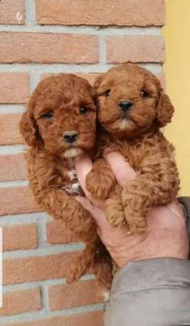 cuccioli di barbonchino